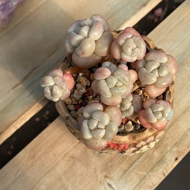 胭脂精品多肉  泡泡糖027