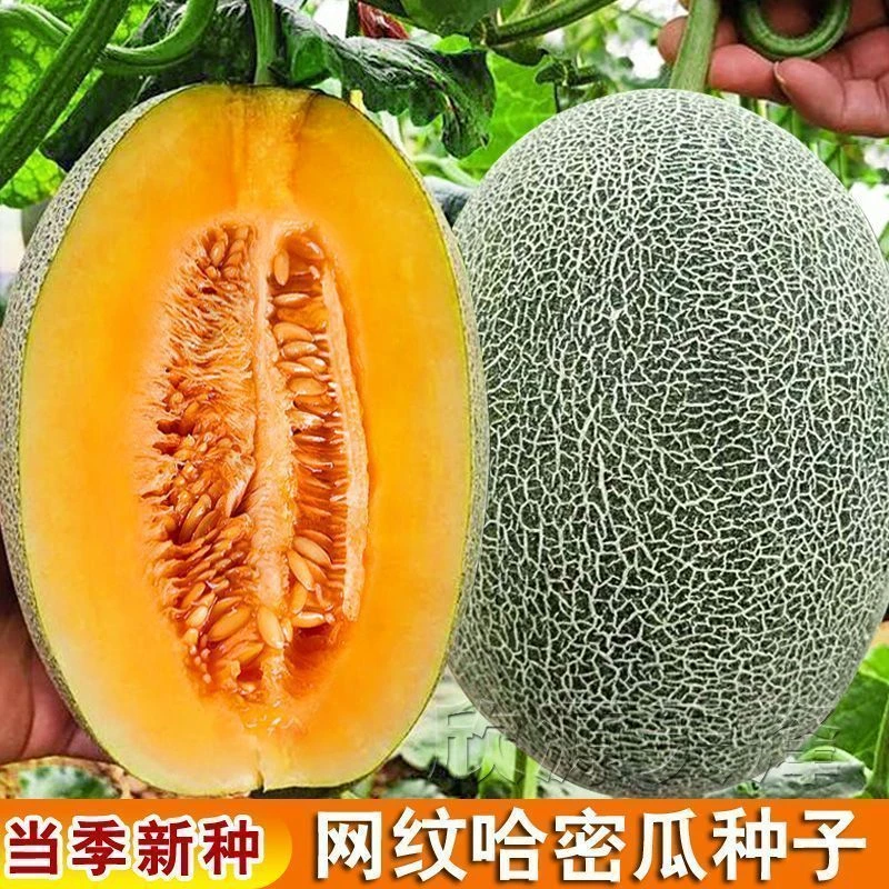 哈密瓜种子哈密瓜甜瓜种籽新疆网纹当季种子四季薄皮蔬菜瓜果种子