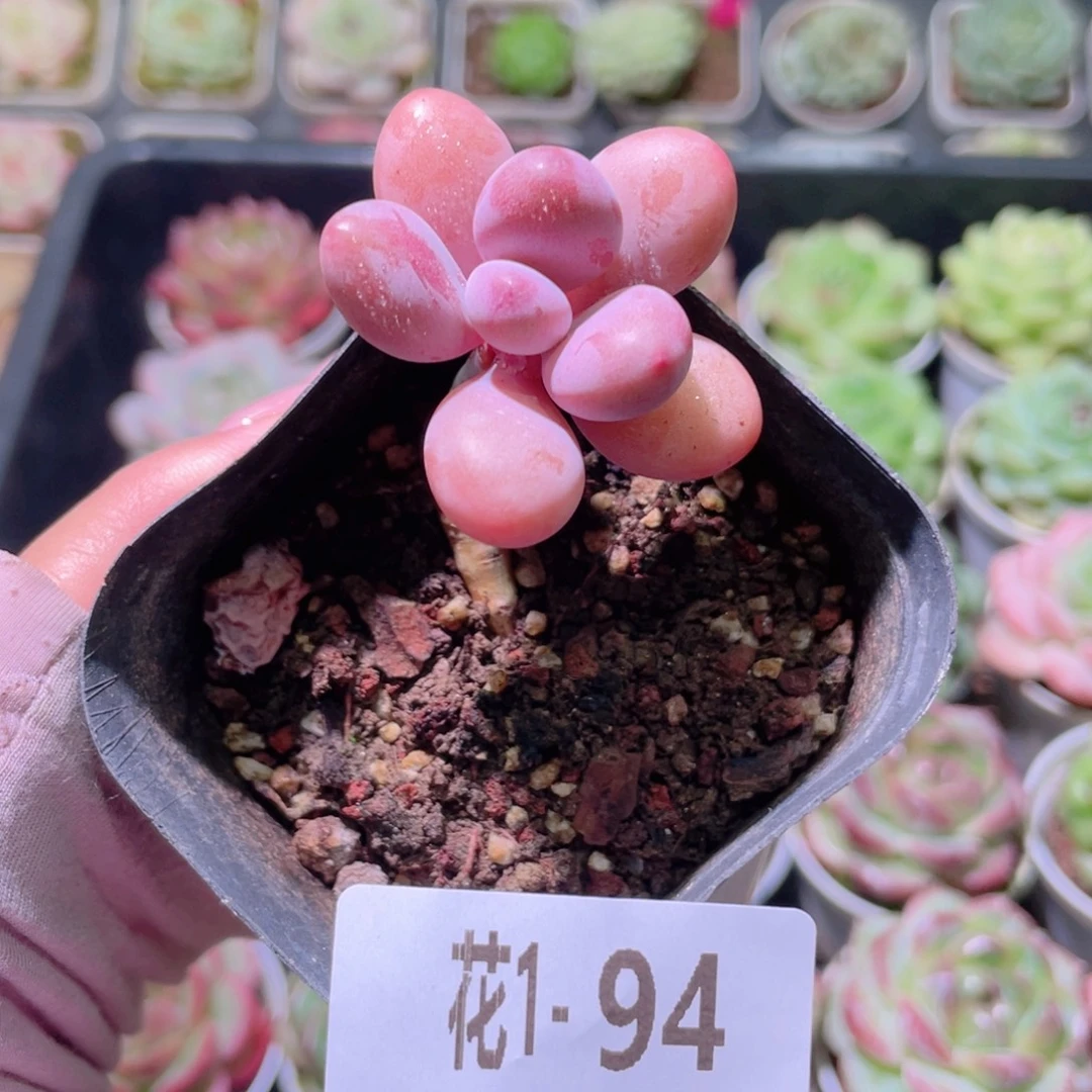 花利美1-94桃蛋单头