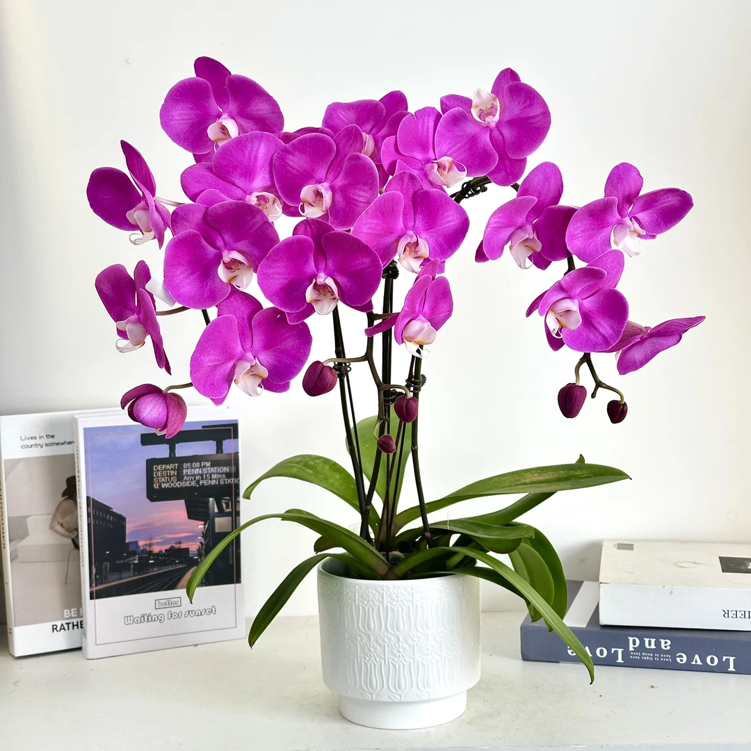 妗画【素心】蝴蝶兰鲜花精致组盆 开花株 室内绿植