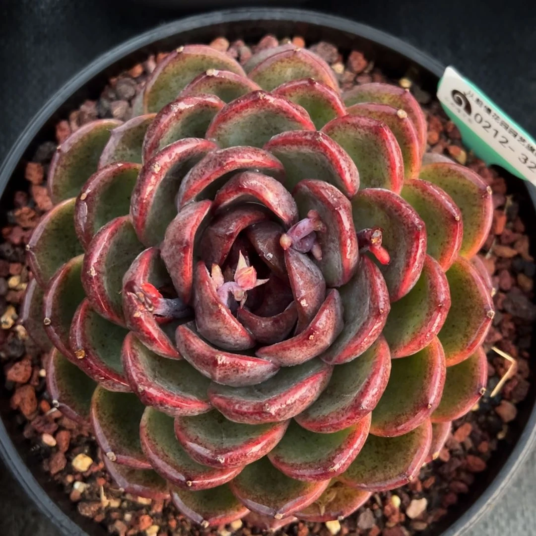 从前慢多肉精选编号0212.320