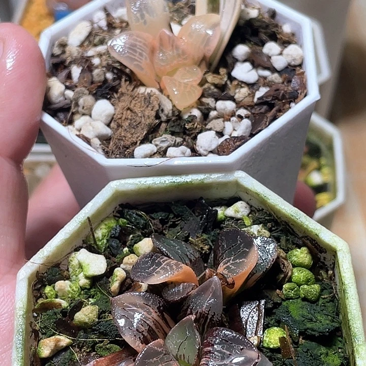 H*** 857➕824两个一起发货