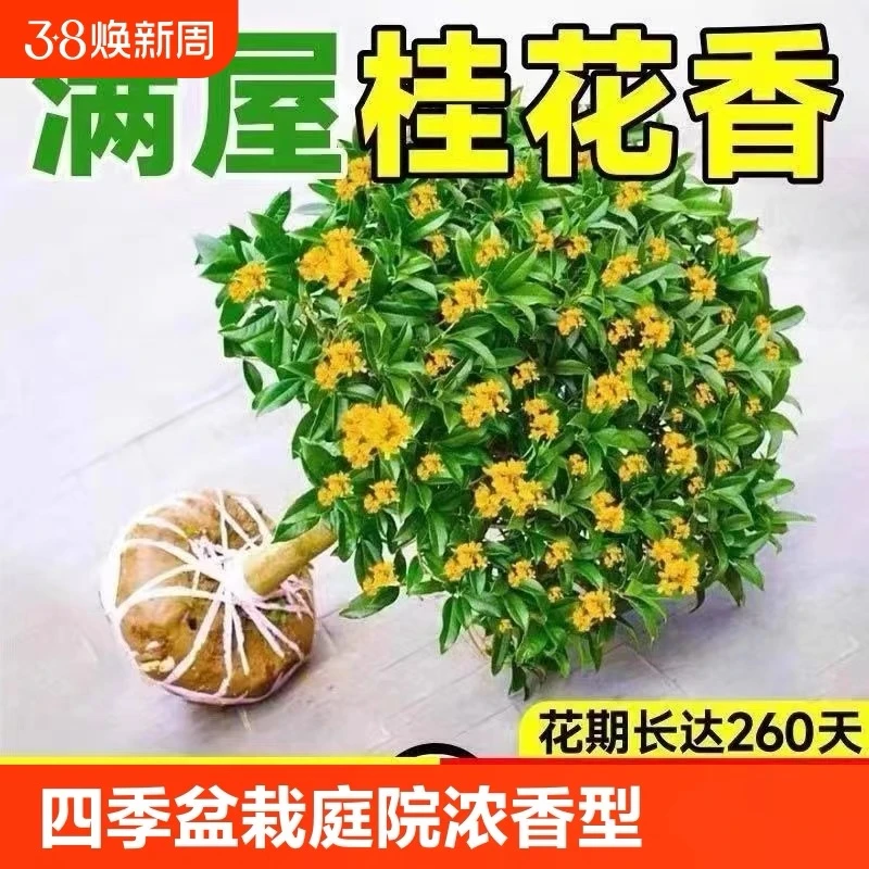 精选四季桂花树苗开花浓香型阳台盆栽室内室外庭院阳台好养易活