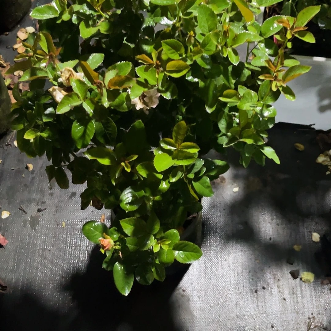 无花朵——-尼罗河 大苗 福利款
