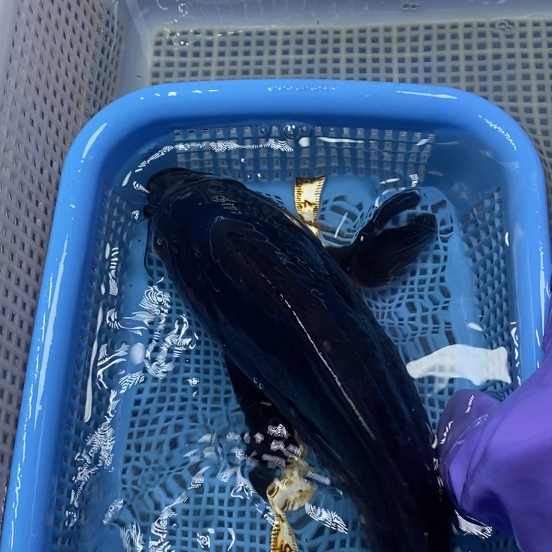 锦鲤冷水锦鲤包邮