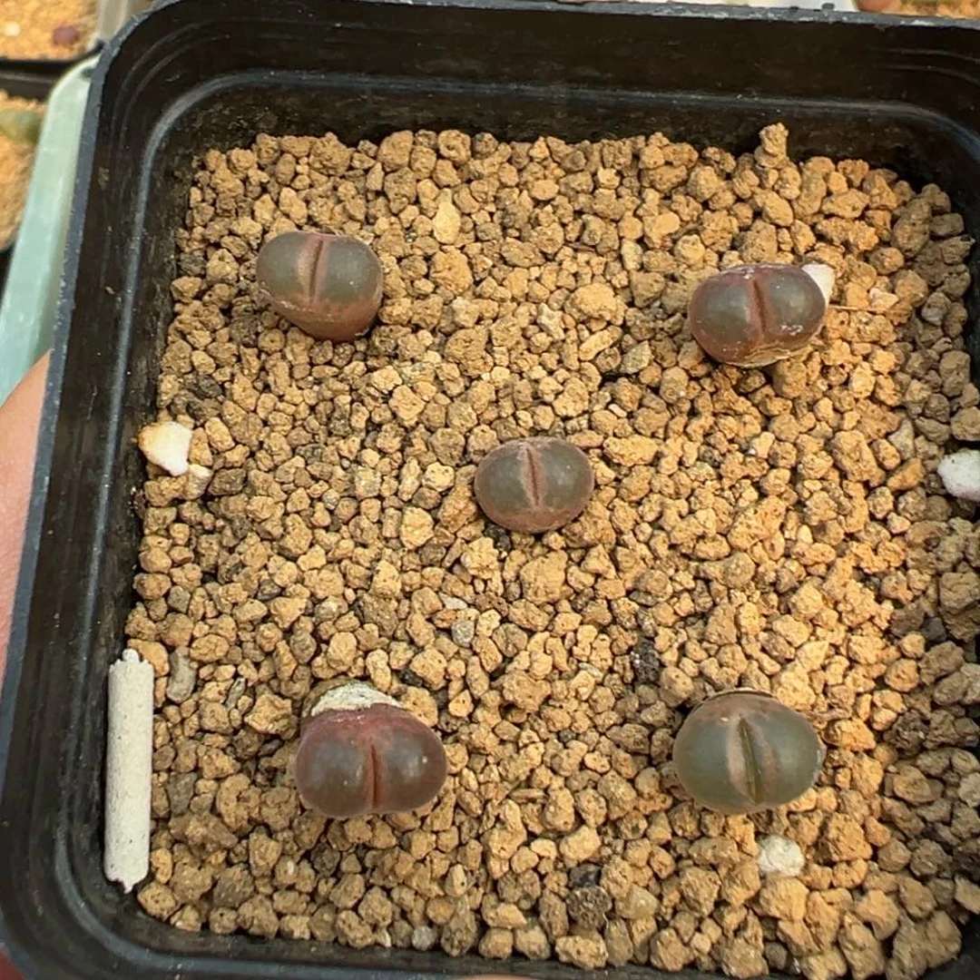 量拍黑眼豆豆风铃5颗