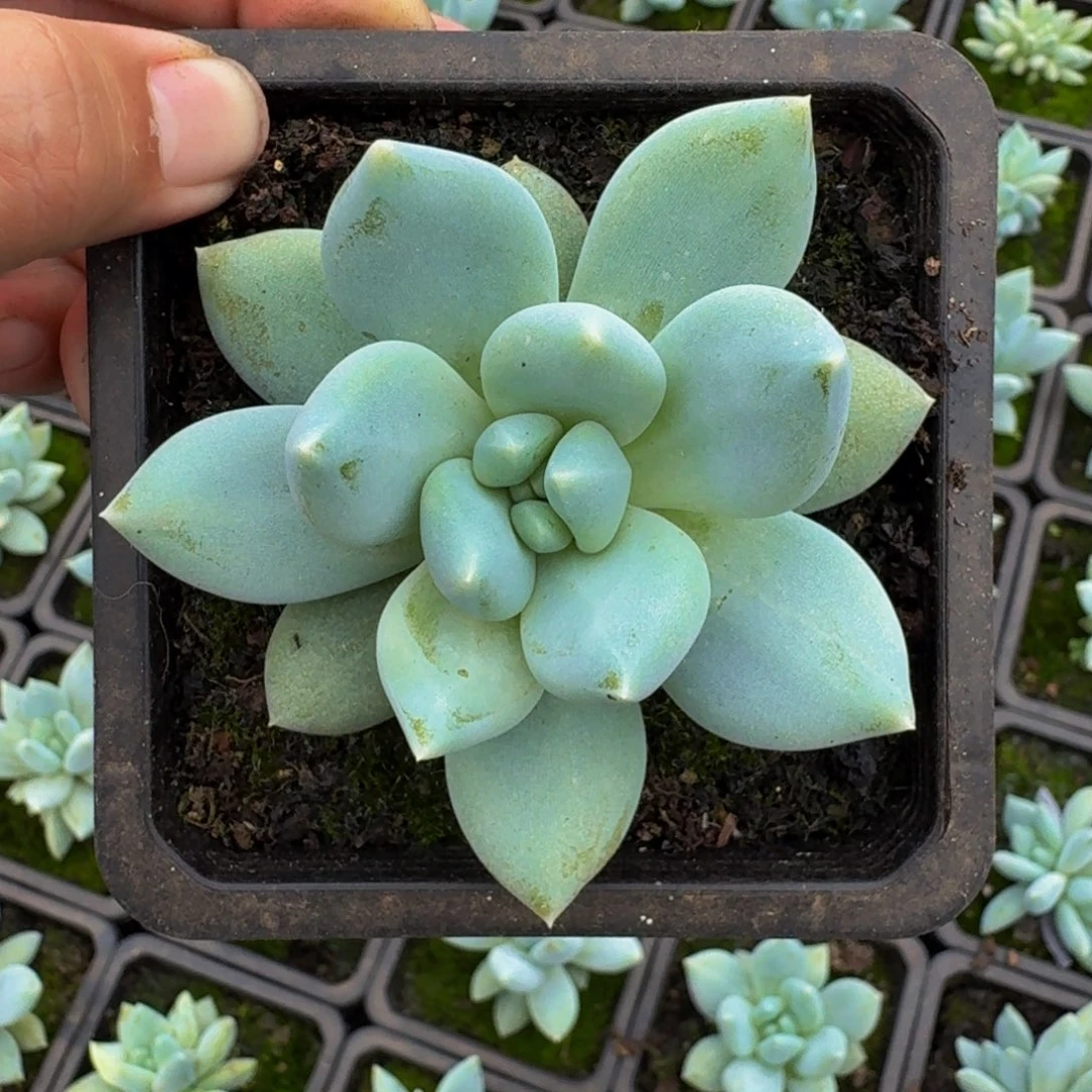 伊丽莎白 单头  一物一拍