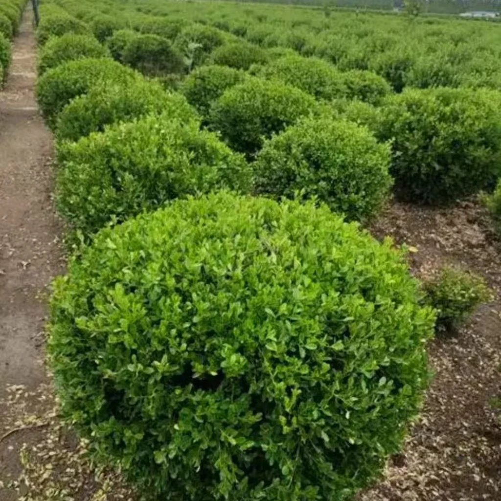 瓜子黄杨苗黄杨球四季常青耐阴常绿庭院绿篱耐寒耐热绿植小叶黄杨