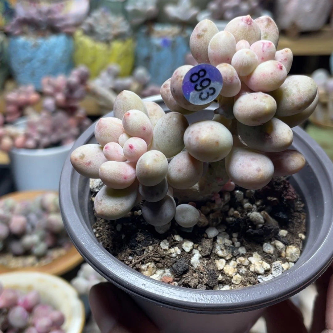 仙子奶酪多肉植物