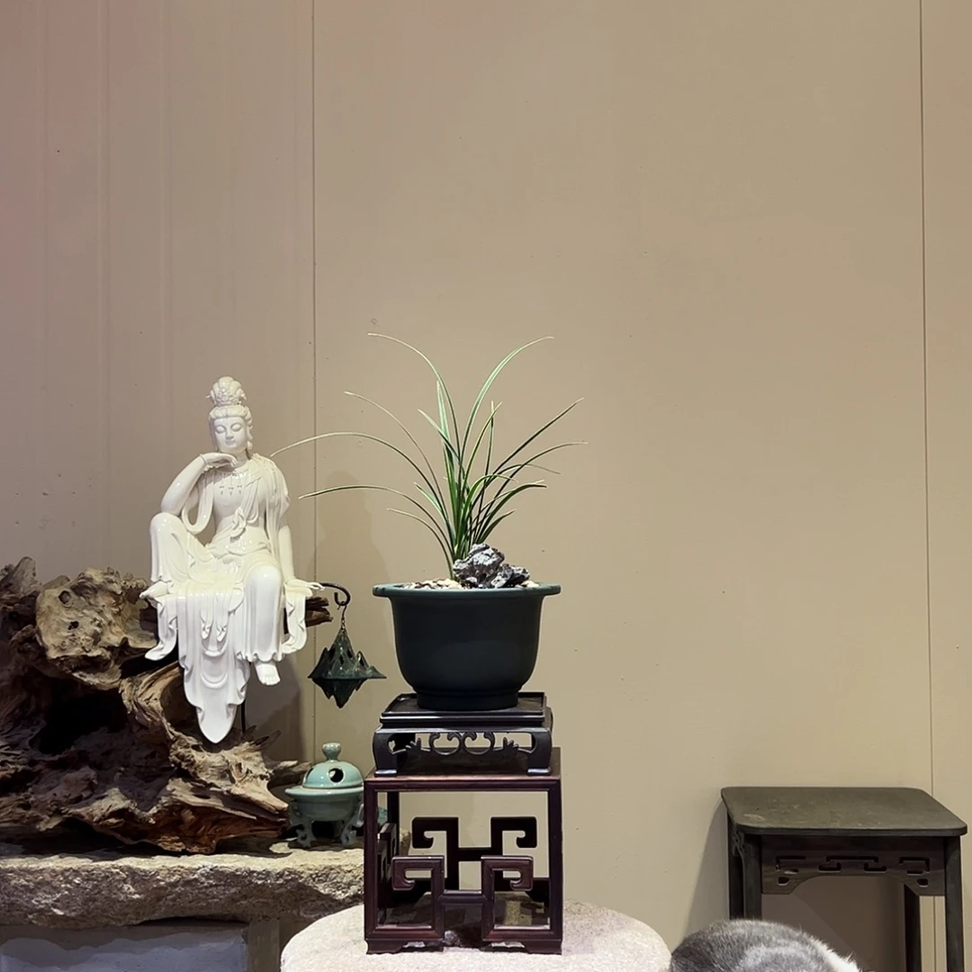 大部分花苞少量开放皎月