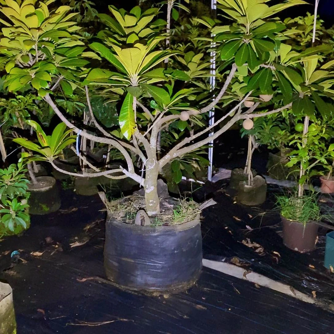 完全开放88888889