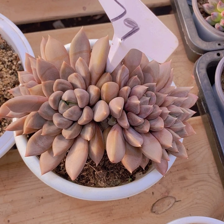 在家里面吃饭的吗还是