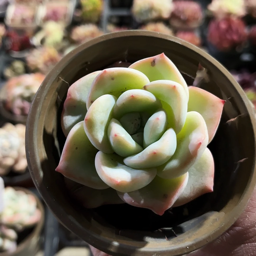 飞*73多肉植物提取萃取剂中添加