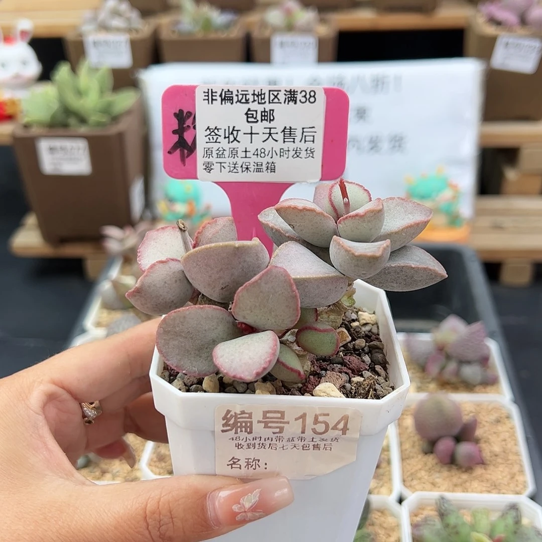 无****曼154金牛座多肉植物