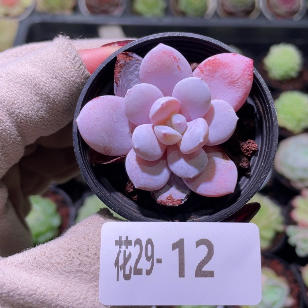 花利美29-12粉雪莲