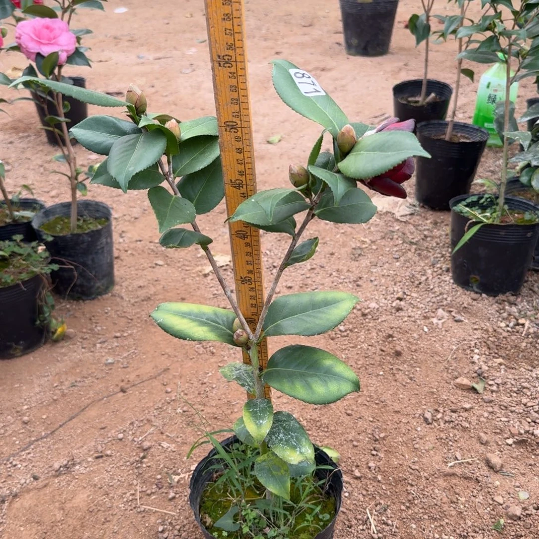 少量花朵（建议范围：2朵-5朵 或40%以下）871纯青黑