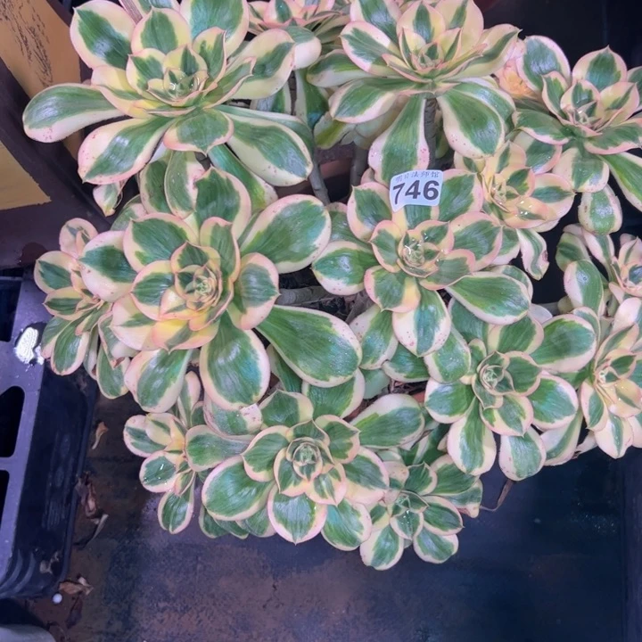 一***园燕姿锦7746多肉法师一物一拍