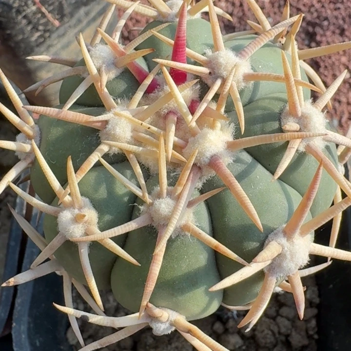 白刺翠平苗接66666666