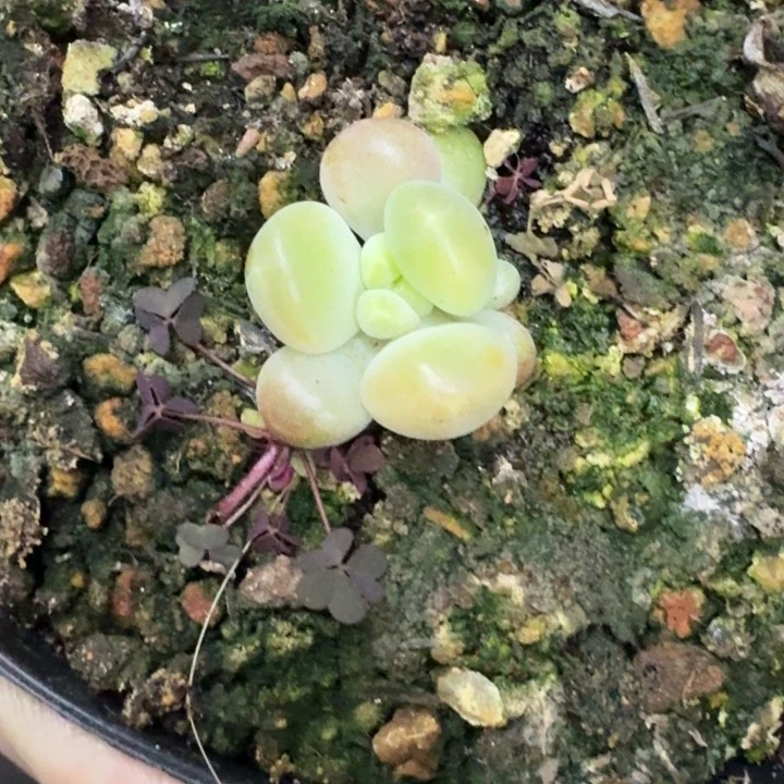 库克 叶插  一物一拍