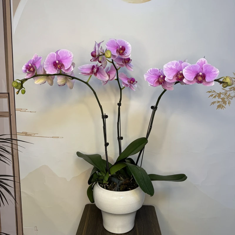 直采专属【仙桃】蝴蝶兰组盘大气室内前台喜事乔迁送礼懒人年宵花