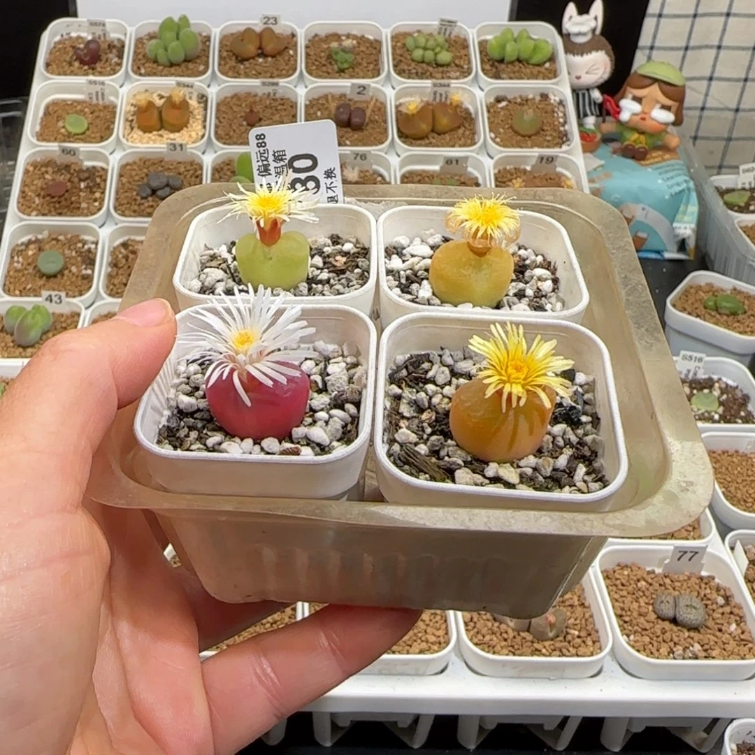 靓***丫肉锥多肉植物组合-780