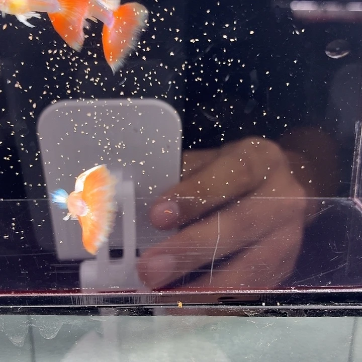 孔雀鱼火烧云飞船