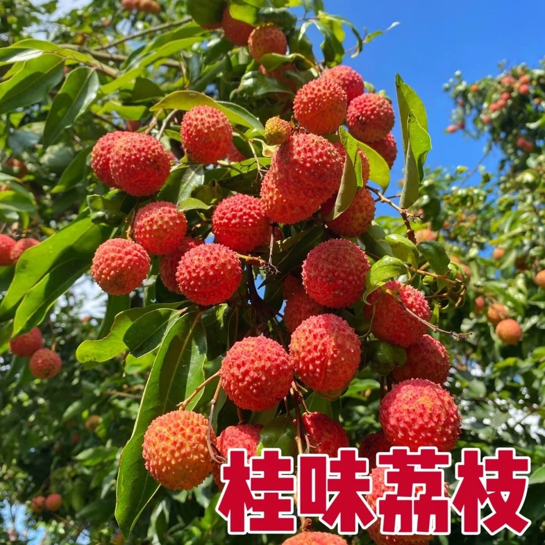 广西正宗高压苗桂味、妃子笑、先进奉、无核荔枝，冰荔