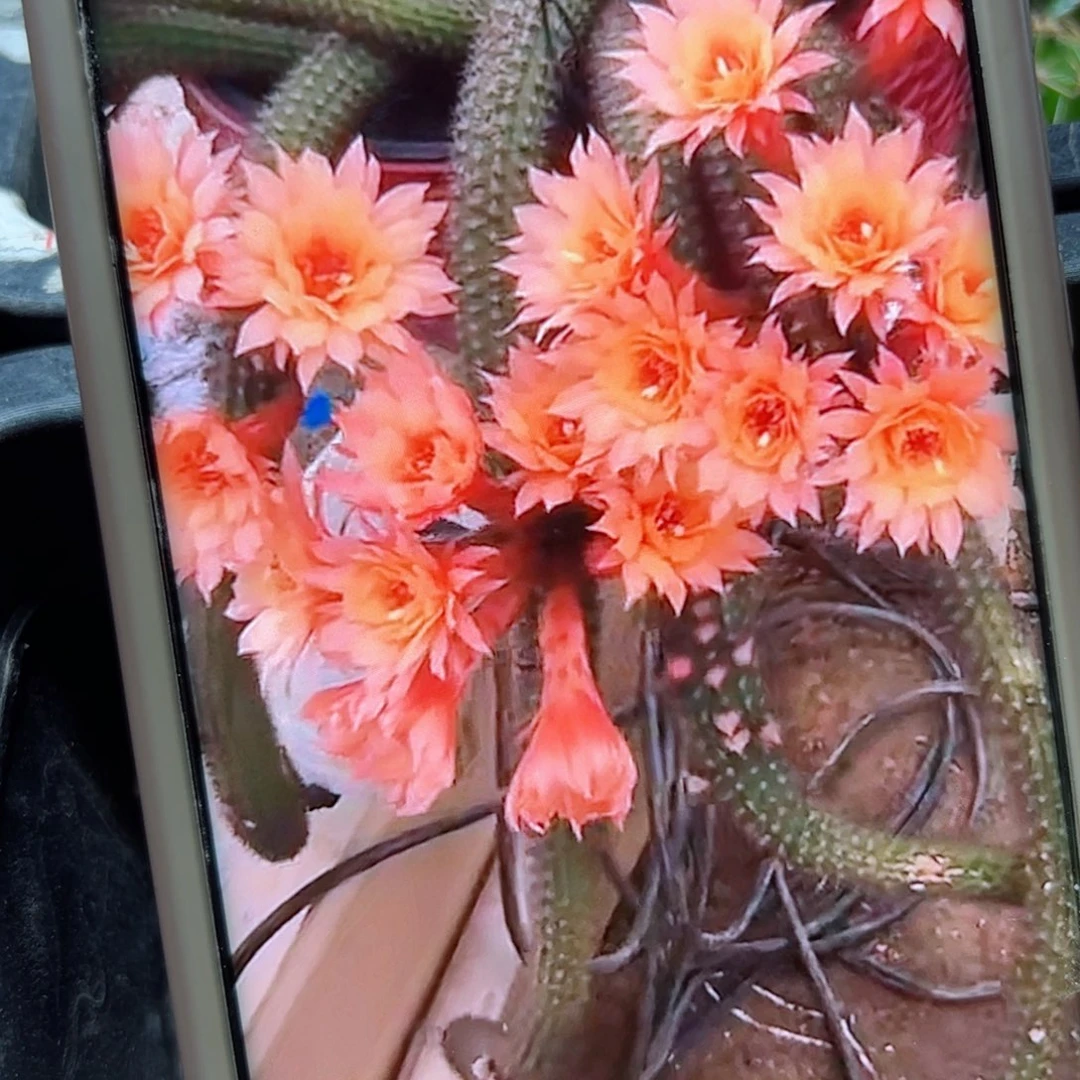 下2垂钓金妞侧芽5公分左右3个20包邮