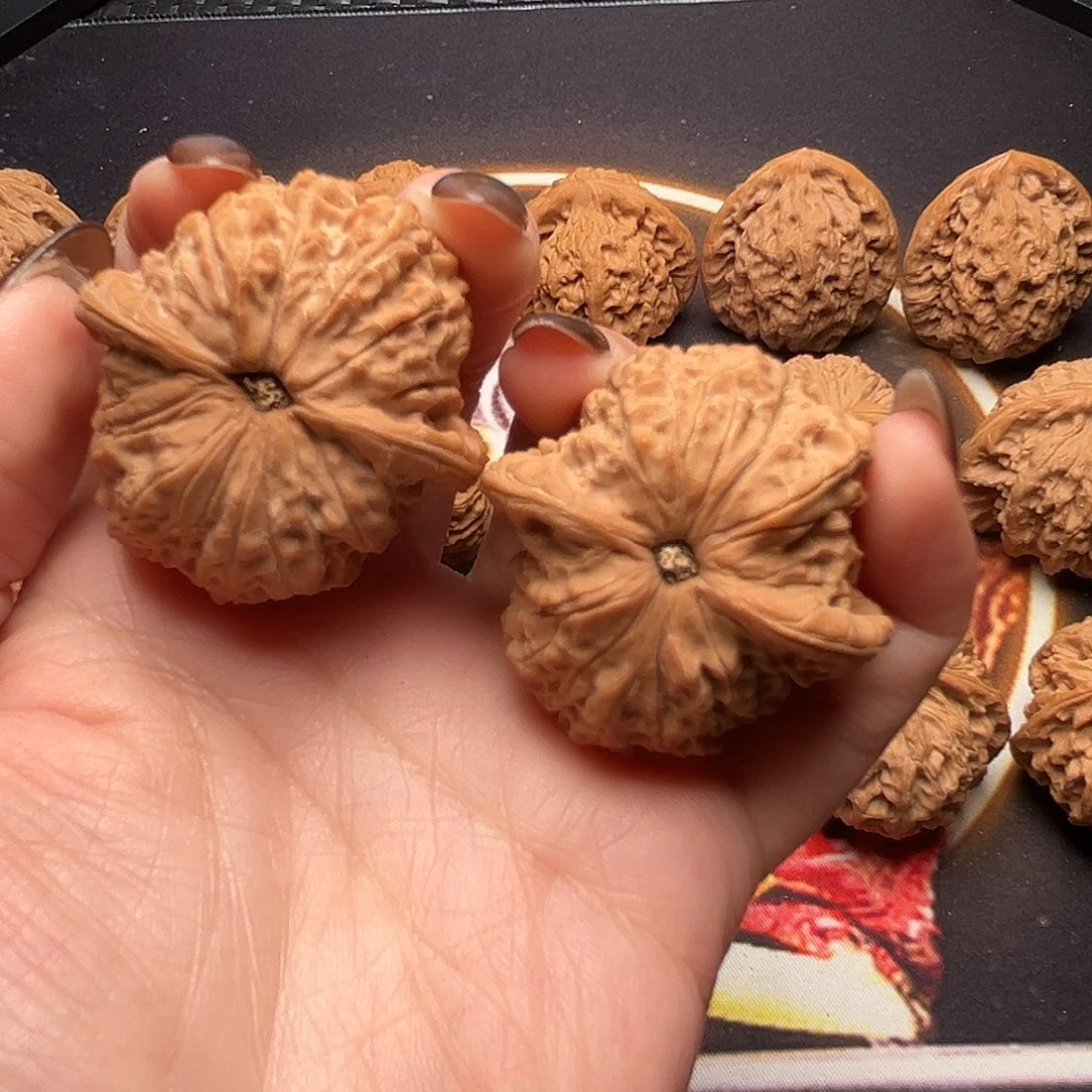 核桃38尺寸血麒麟