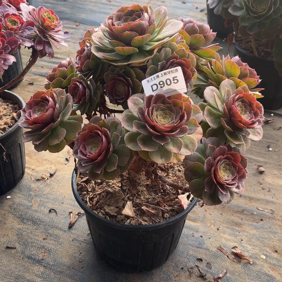 多肉植物905红心沙拉碗