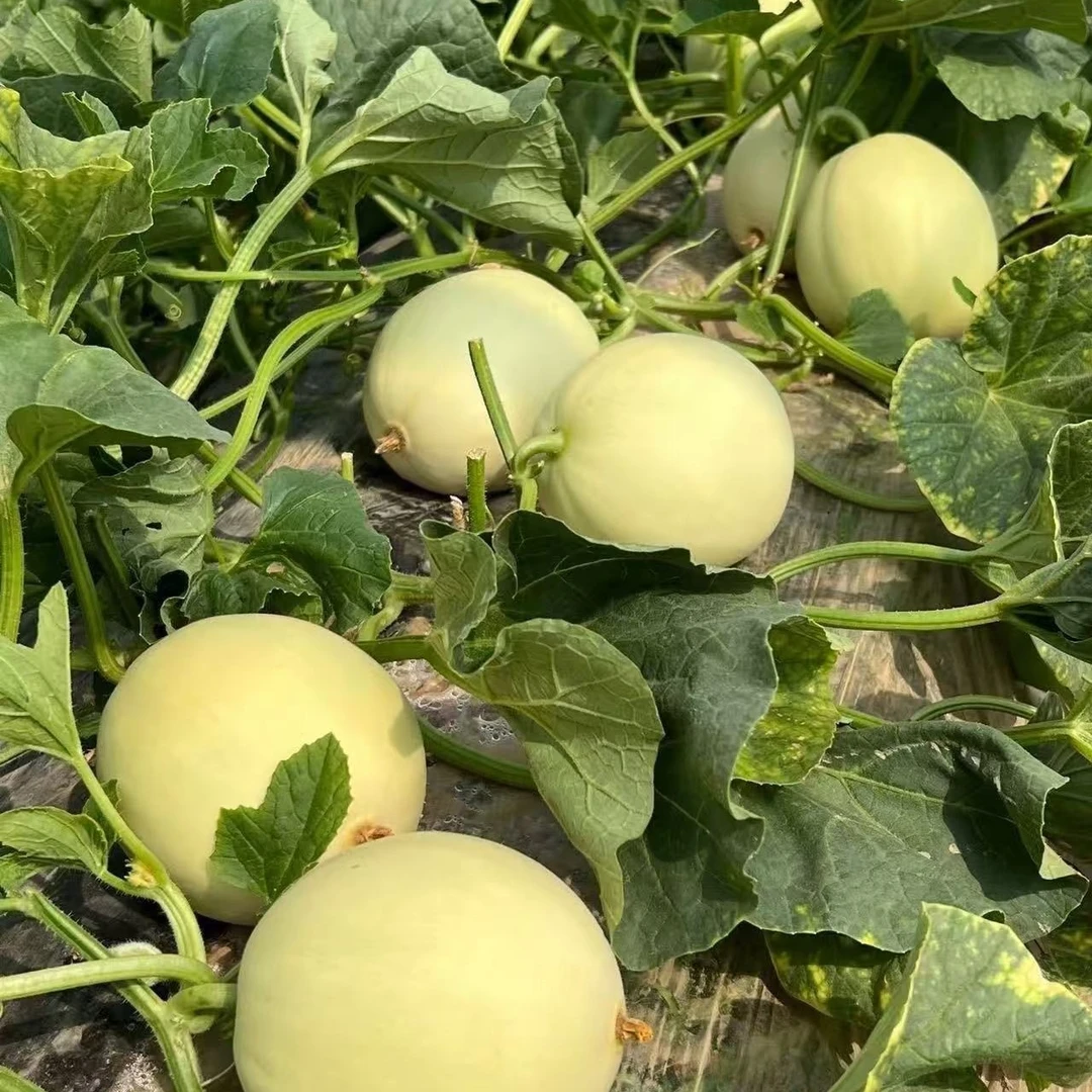 【顺丰包邮】苏北美农甜瓜农家自种小蜜蜂甜瓜口感甜蜜香瓜现摘现发