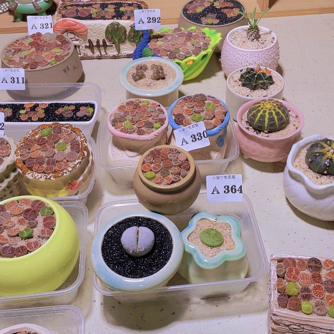 364试试吧生石花生石花