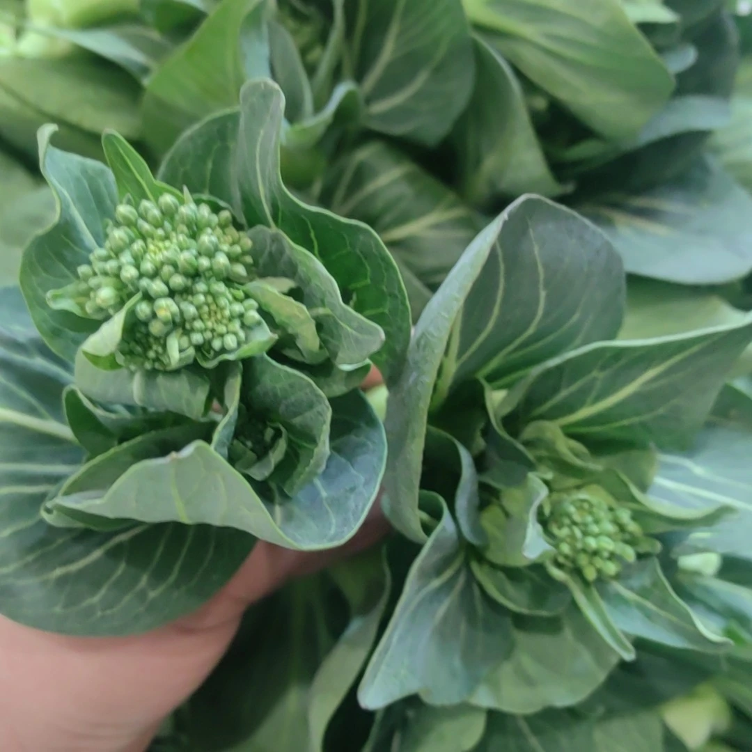 【顺丰】苏北农家露天自种菜苔苏州青菜芯5斤