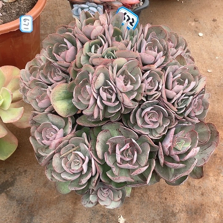 672秀妍一物一拍多肉