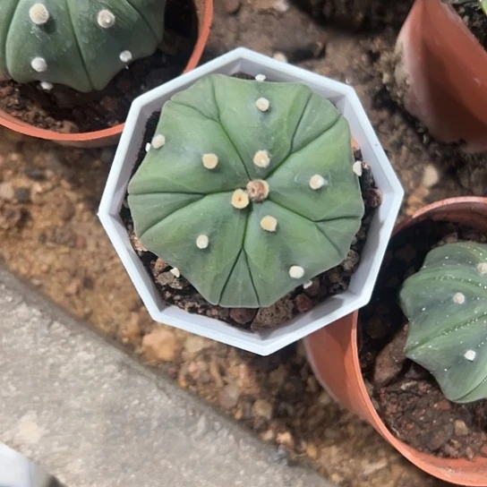 奕***6实生兜467778789