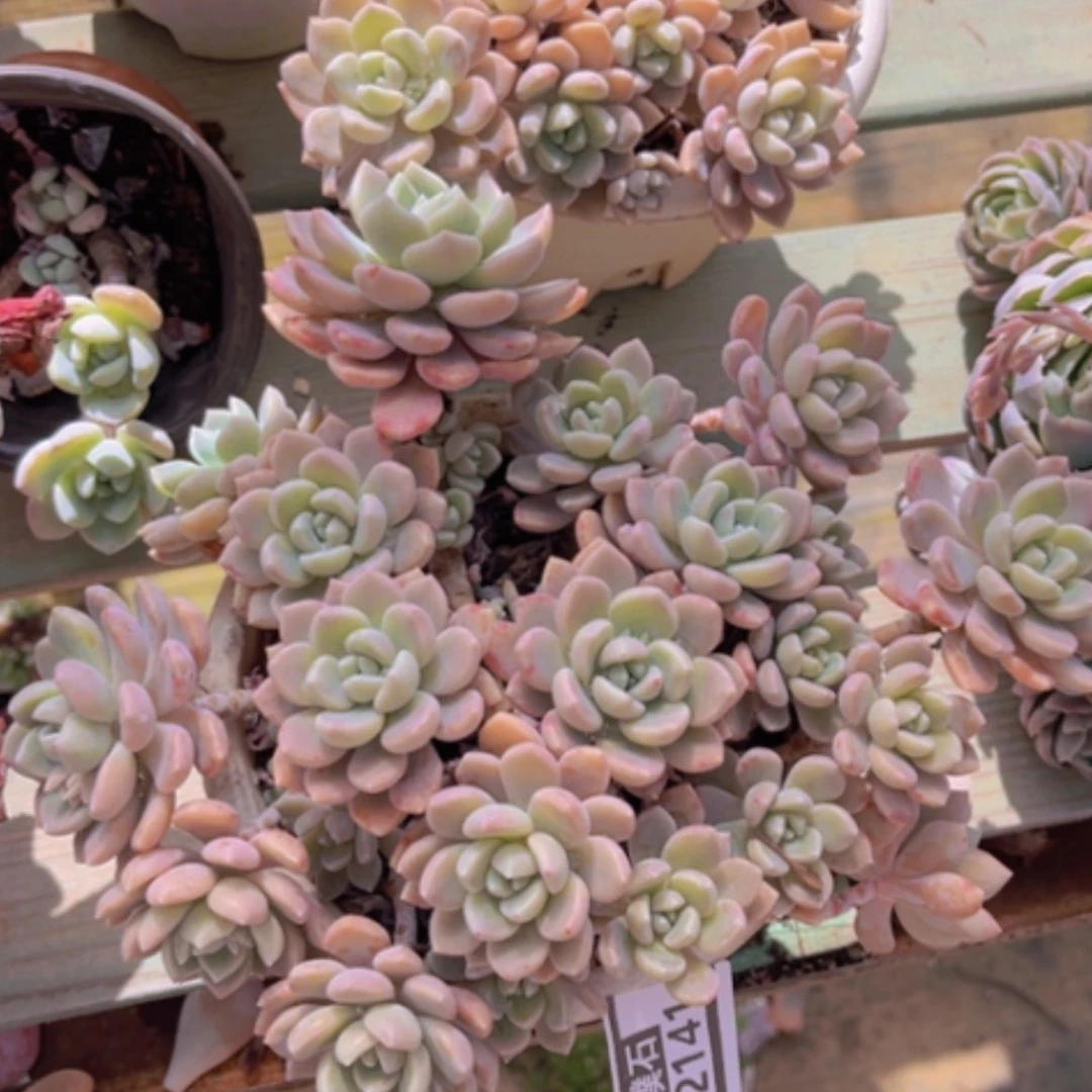 【闪购商品】克洛伊02141