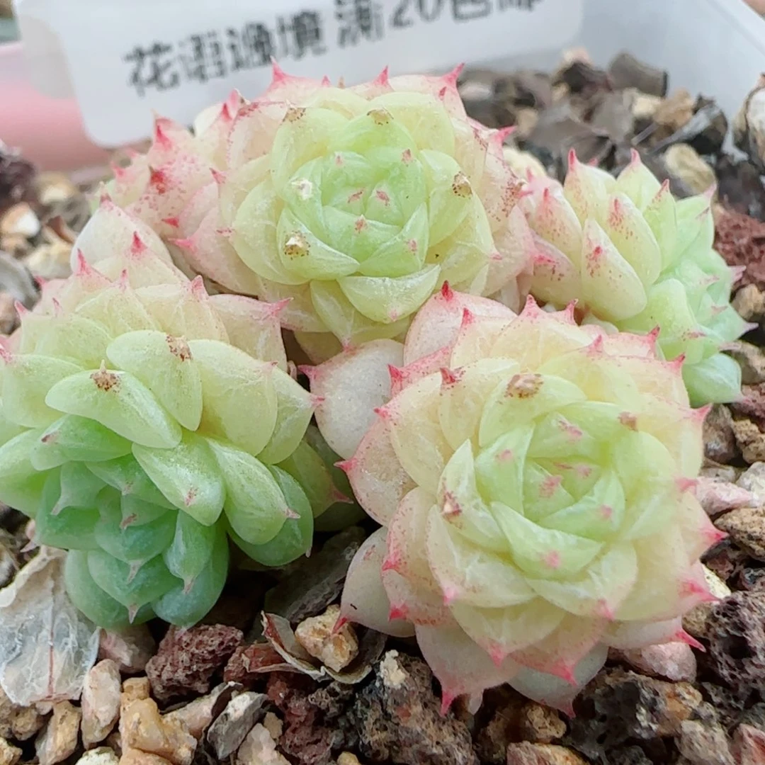 花语逸镜0927-07麦秆散