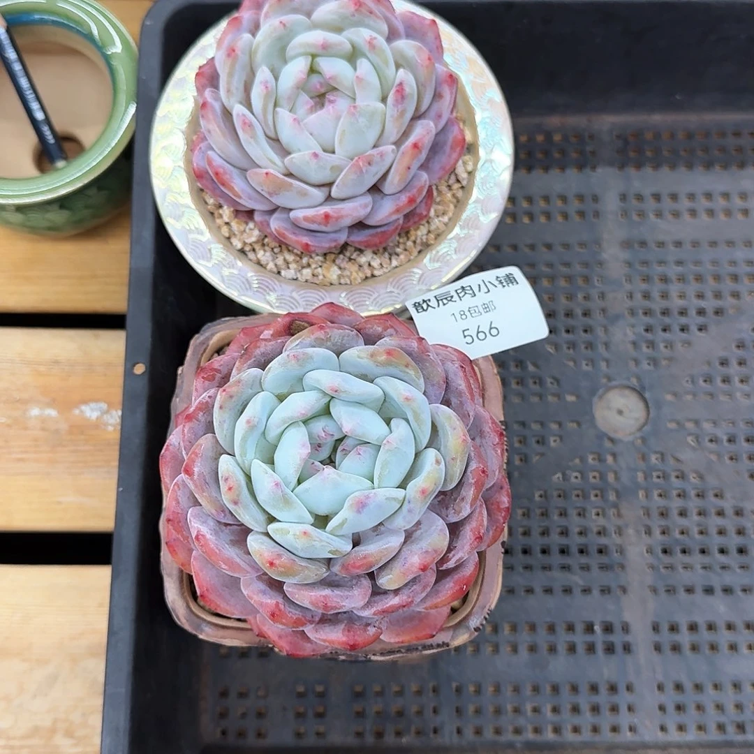 糊*?多肉植物橙梦露单头两颗566