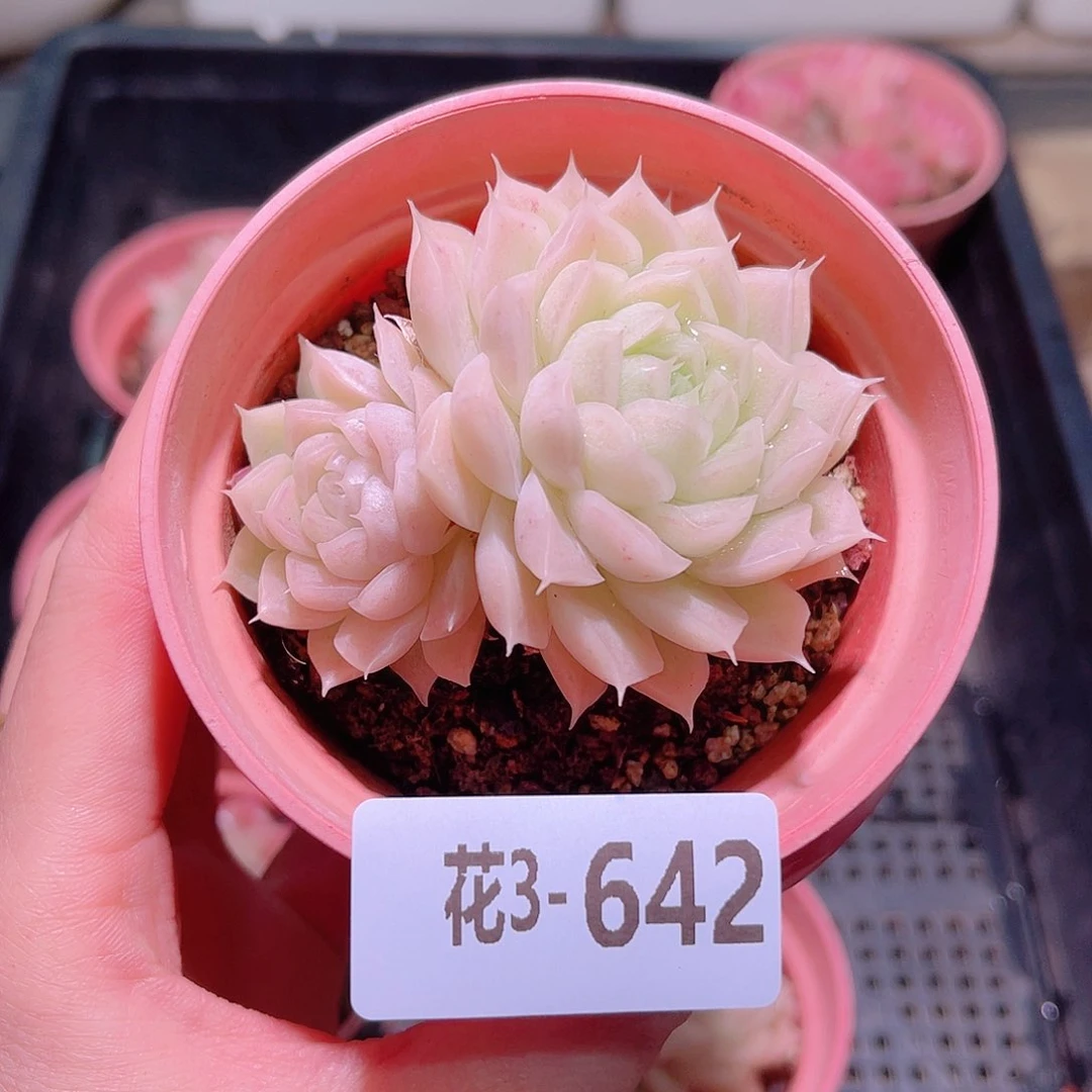 花利美3-642麦秆