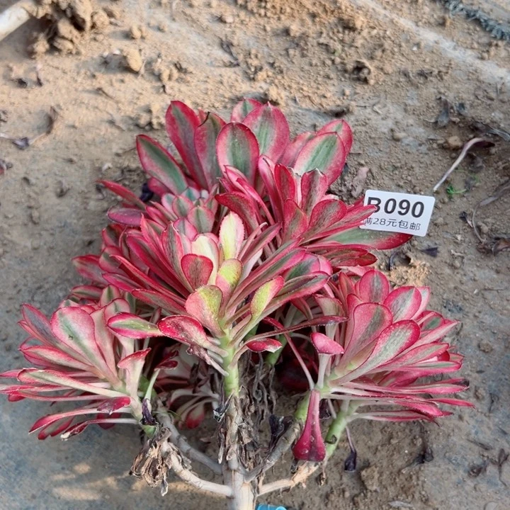 90香奈多肉植物提