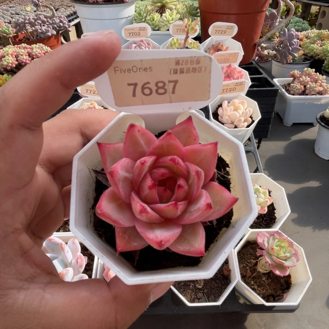 7687比翼鸟 4.5厘米