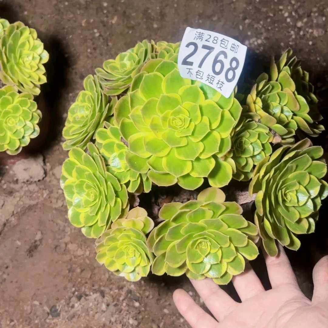 奶白多肉植物2768