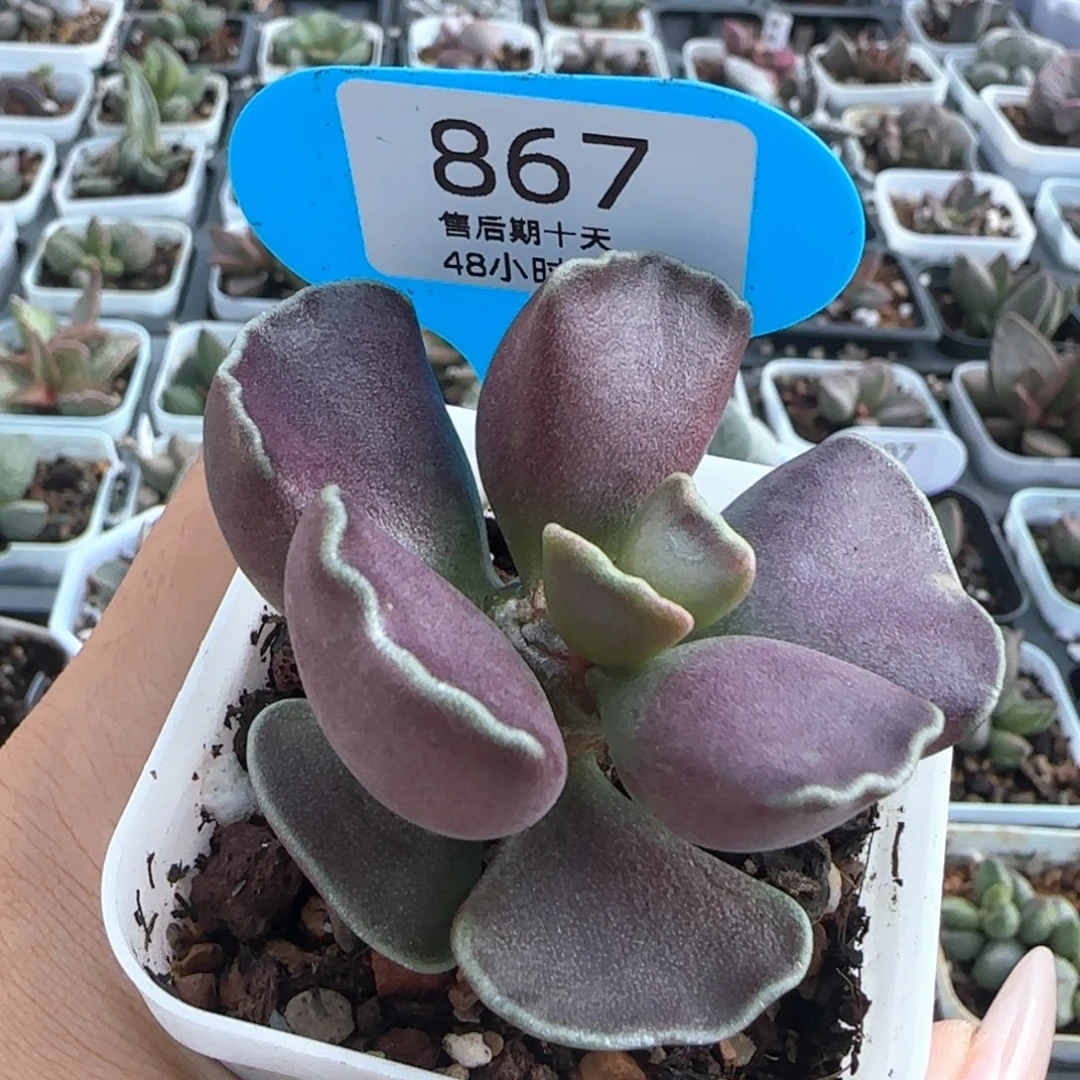 雨***抵扣19。       867。