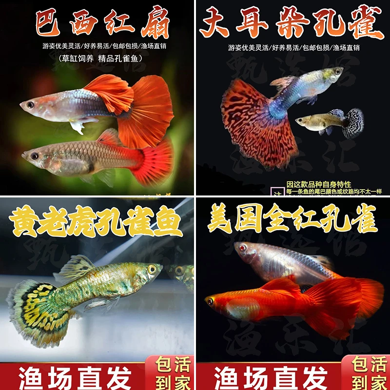 【新手套餐】孔雀鱼公母搭配2.5-3cm小型鱼淡水热带鱼