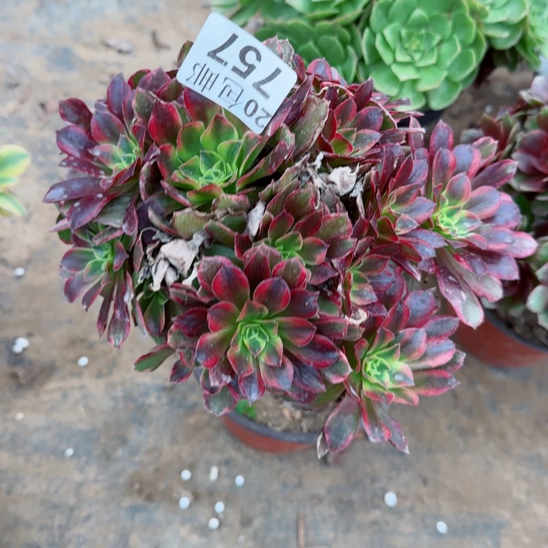 安娜757满20包邮断枝不包