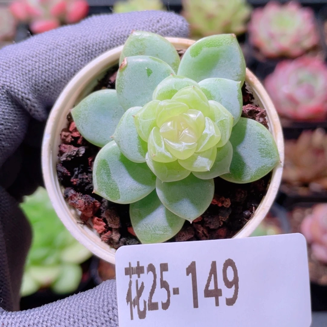 花利美25-149冰蕊