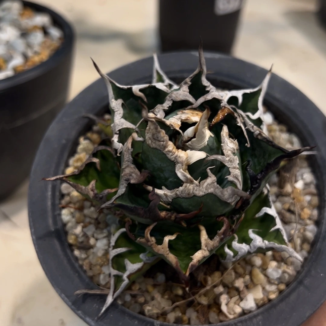 钻***m562龙舌兰植物带盆发货