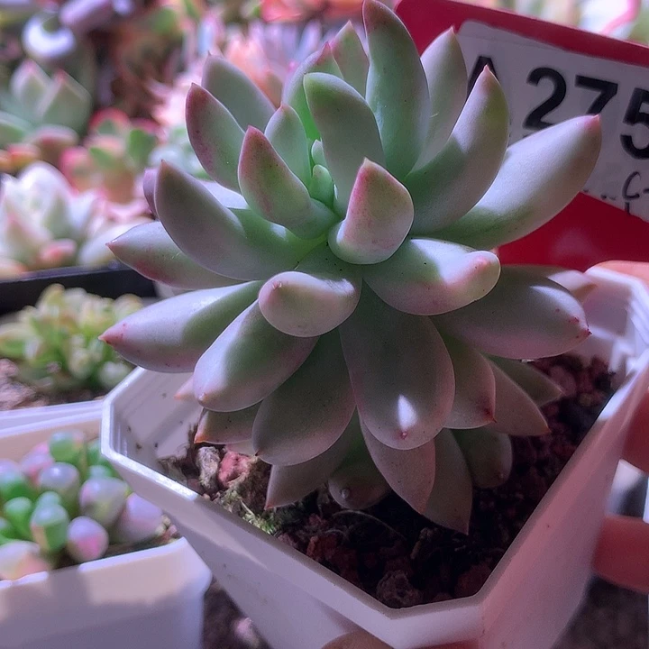 所罗门覆轮锦有根