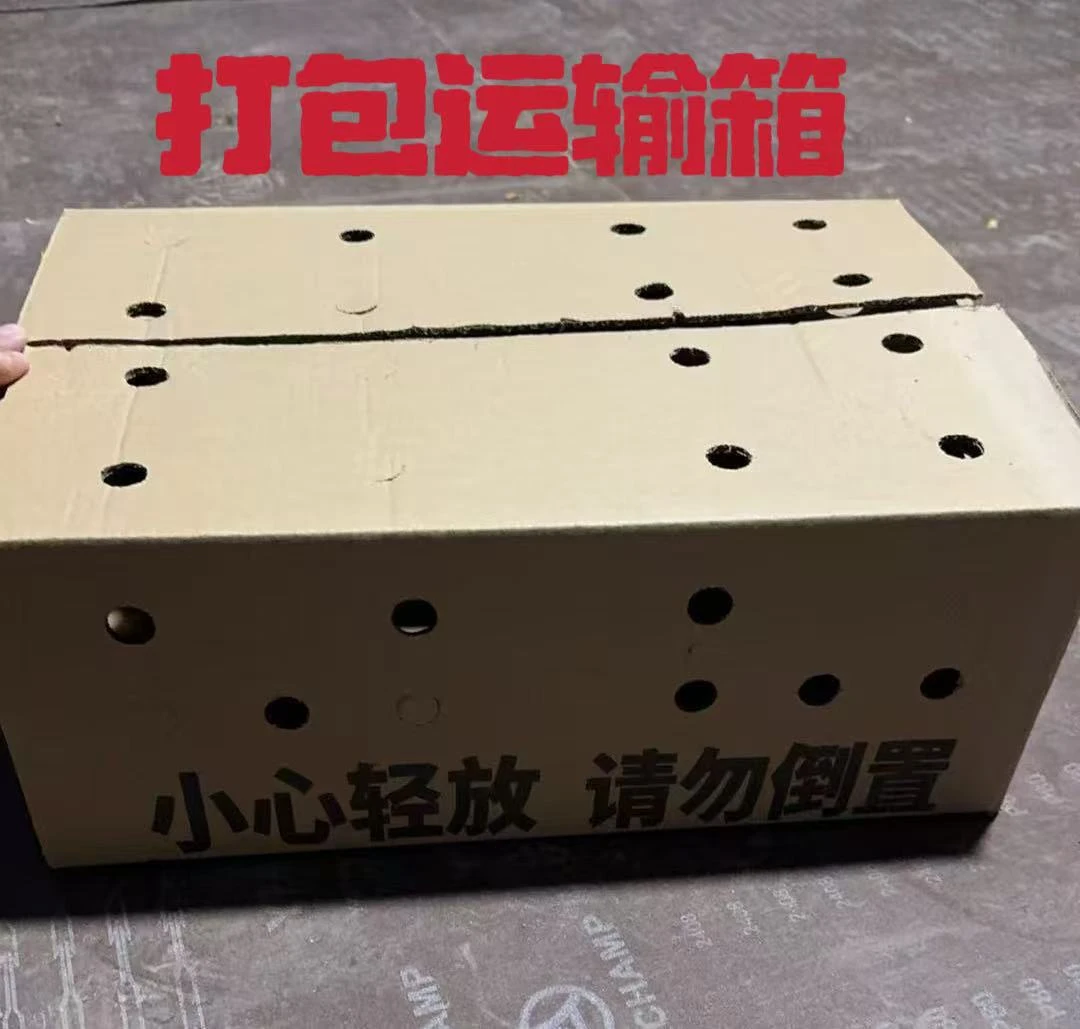 幼又鸟五黑又鸟牡丹宠物收纳箱通用活体12个送3个路损