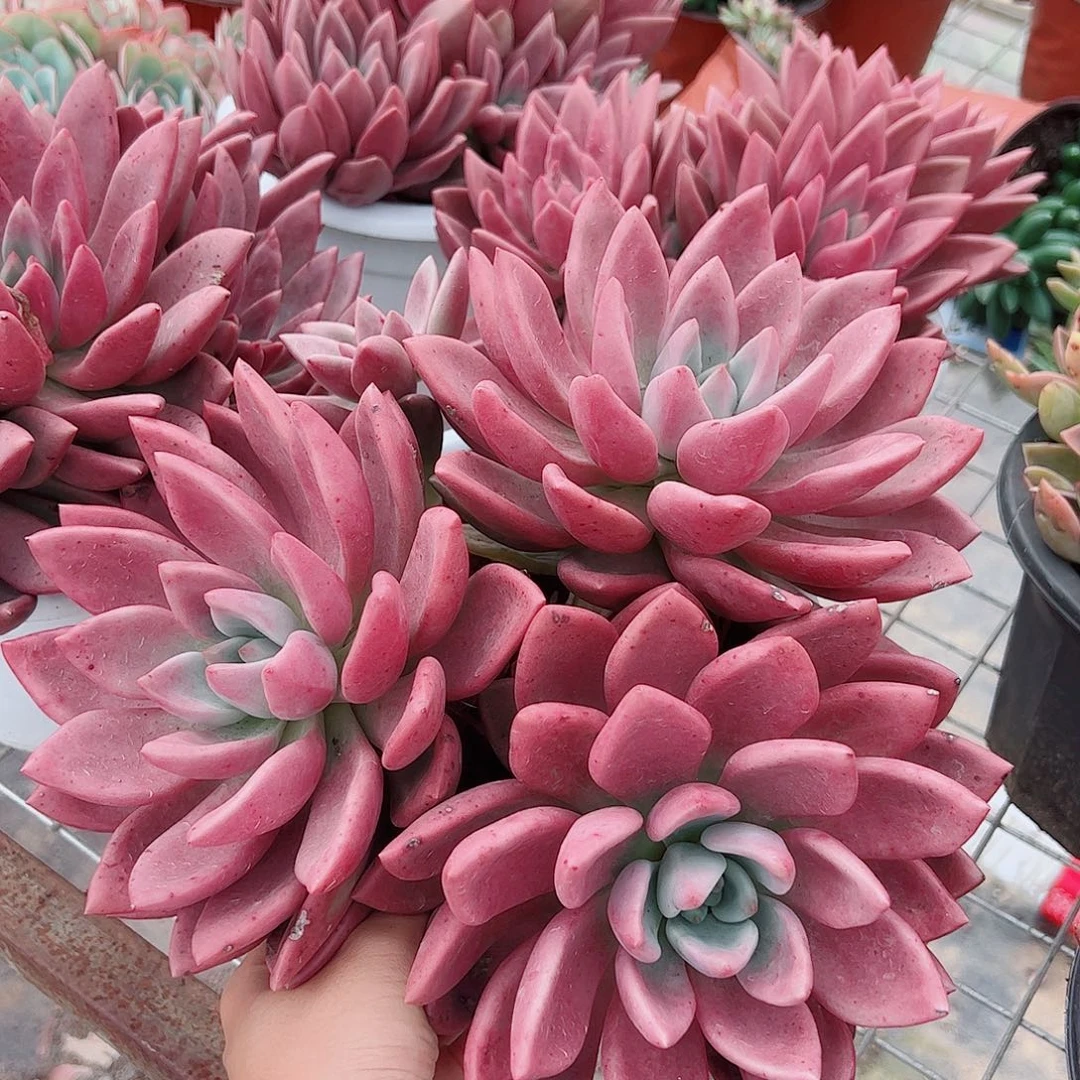 桃花源三大头起发超级大精品